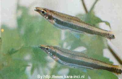 Nannostomus bifasciatus